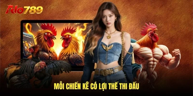 Mỗi chiến kê có lợi thế thi đấu